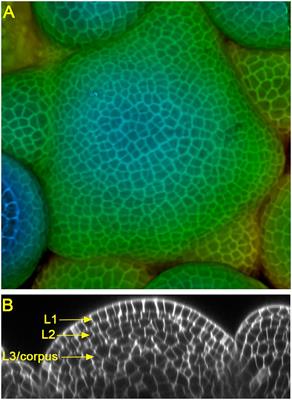 HAM Gene Family and Shoot Meristem Development